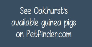 Oakhurst Adoptable Guinea Pigs