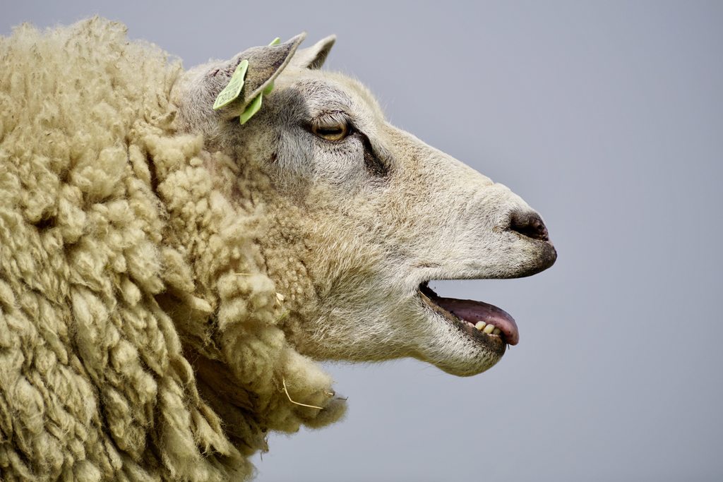 Merino Wolle zum Häkeln Schaf