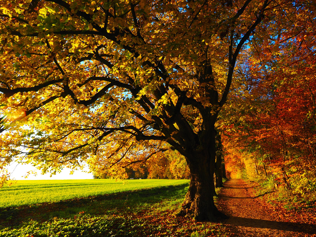 Tolle Spaziergänge im Herbst sind eine Art von Aktivität für die kommende Jahreszeit