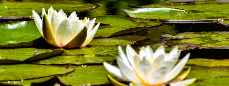 are-lily-pads-good-for-ponds-when-they-start-to-take-over-your-pond