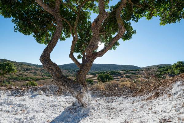 mastic-tree-chios-island