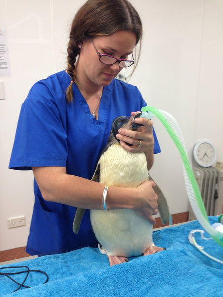 Dunedin Wildlife Hospital