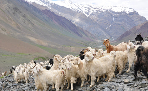 The image shows a beautiful landscape of the highlands of Ladakh, with mountains in the background and a herd of Pashmina goats in the foreground. The goats are a vital source of Pashmina wool, known for its softness, warmth, and luxury. 