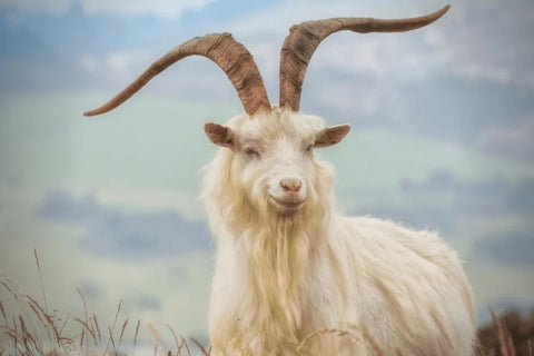 Changthangi goat in the highlands of Ladakh with beautiful white cashmere fibres and long horns