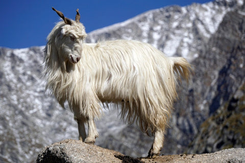 An image of a white Changthangi goat standing on a rocky terrain in the highlands of Ladakh. The majestic snow-covered mountains form a stunning backdrop for the goat, which has long, curly horns and a thick coat of fur.