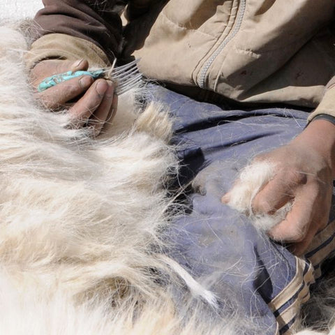 A Ladakhi man carefully combing the soft undercoat of a Pashmina goat to extract the fine Pashmina fibers.