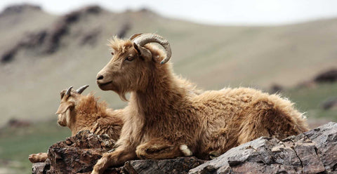 Two Cashmere goats of brown color sitting on a Rock in the backdrop of Himalayan mountain region in Ladakh