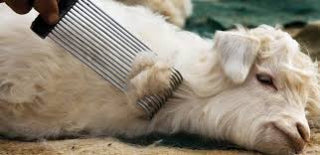 A Pashmina goat lying on the ground while a comb gently collects its precious wool. The goat's calm demeanor and the soft, luxurious texture of its fleece are beautifully captured in this image.