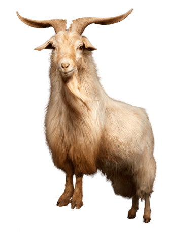 Pashmina Goat or Changthangi standing on a clear white background 