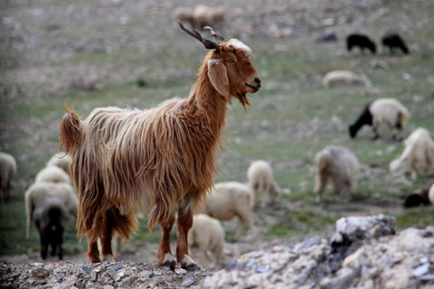 A brown and white Pashmina goat with long, curly fur grazing in a mountainous terrain with blue sky and snow-capped peaks in the background.