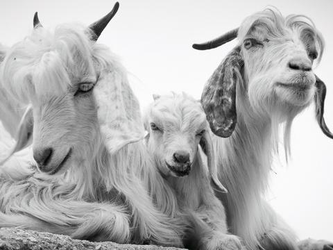 Three Pashmina goats with long, curly fur sitting together on a dirt ground with mountains visible in the background.