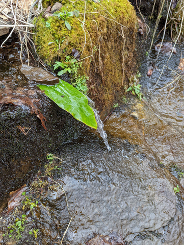 Stream water dripping off a leaf