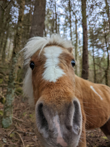 Ponies at Grayson Highlands State Park