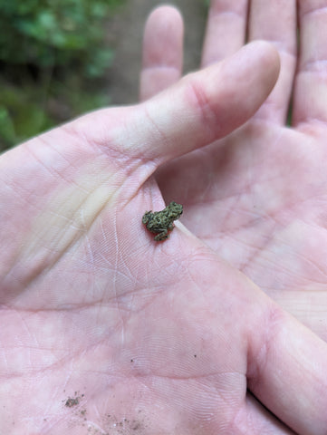 A tiny frog in my hand