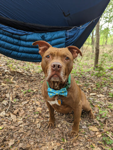 Brown pitbull is wearing a blue bowtie and sitting on the ground in front of a hammock.