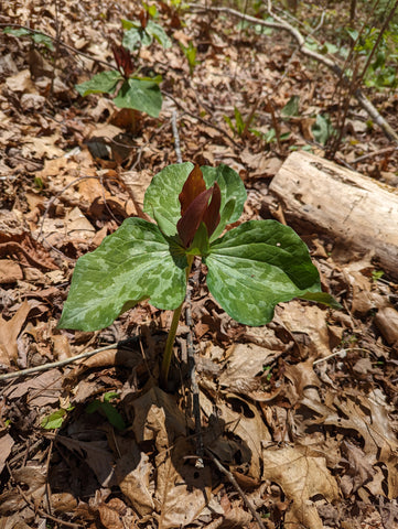 Trillium flowers in the Smokies