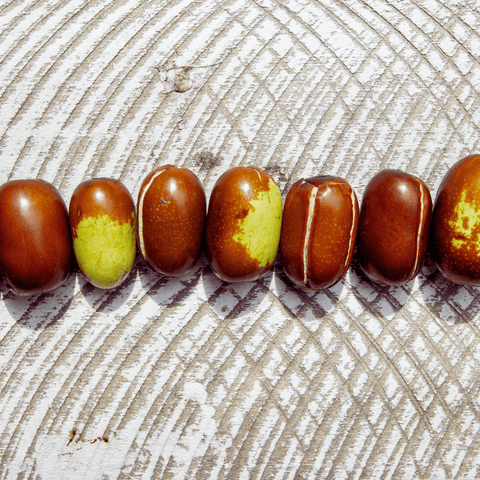 Fresh Jojoba Fruit Seeds In A Row