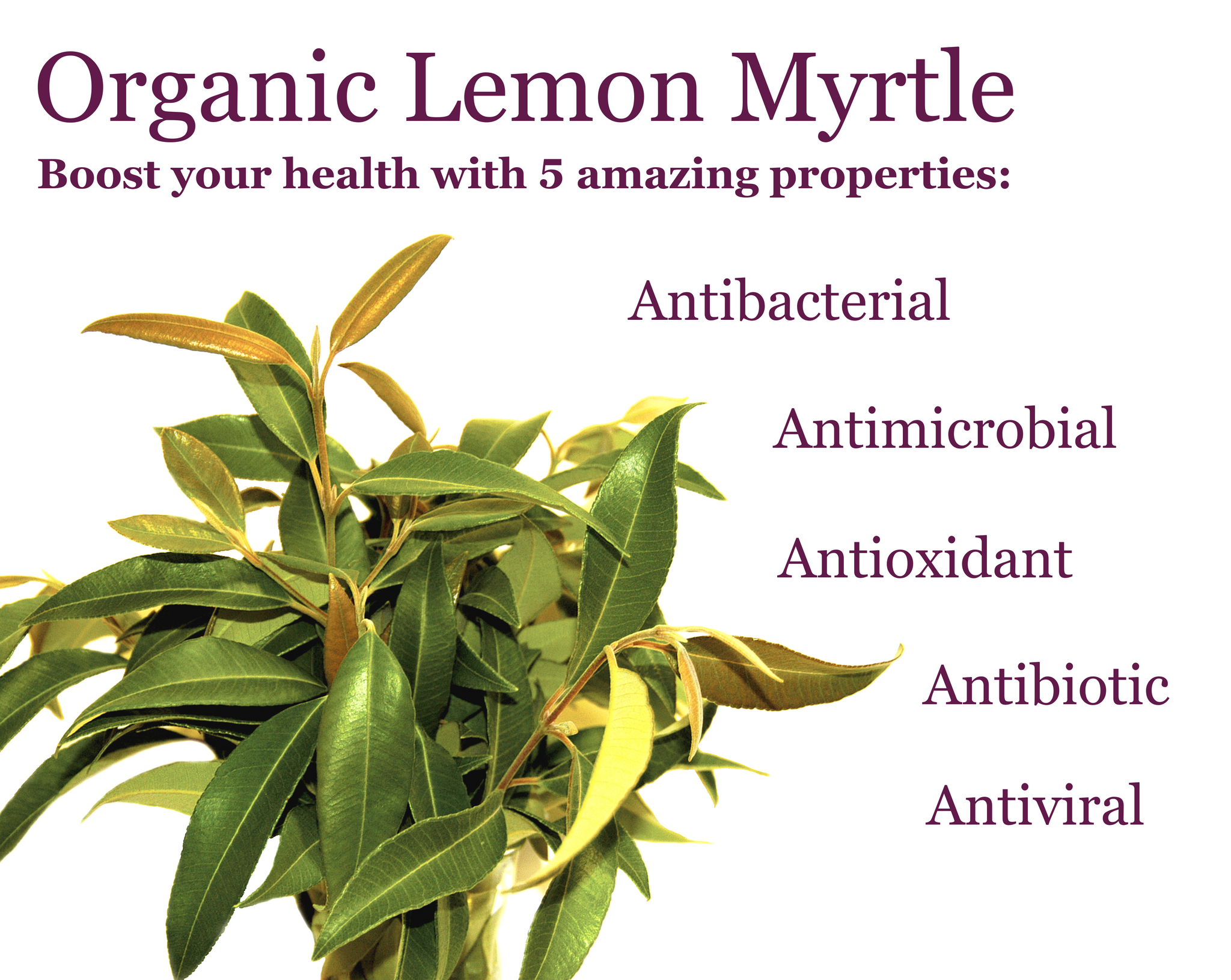 What Are The Health Benefits Of Lemon Myrtle Tea Palace