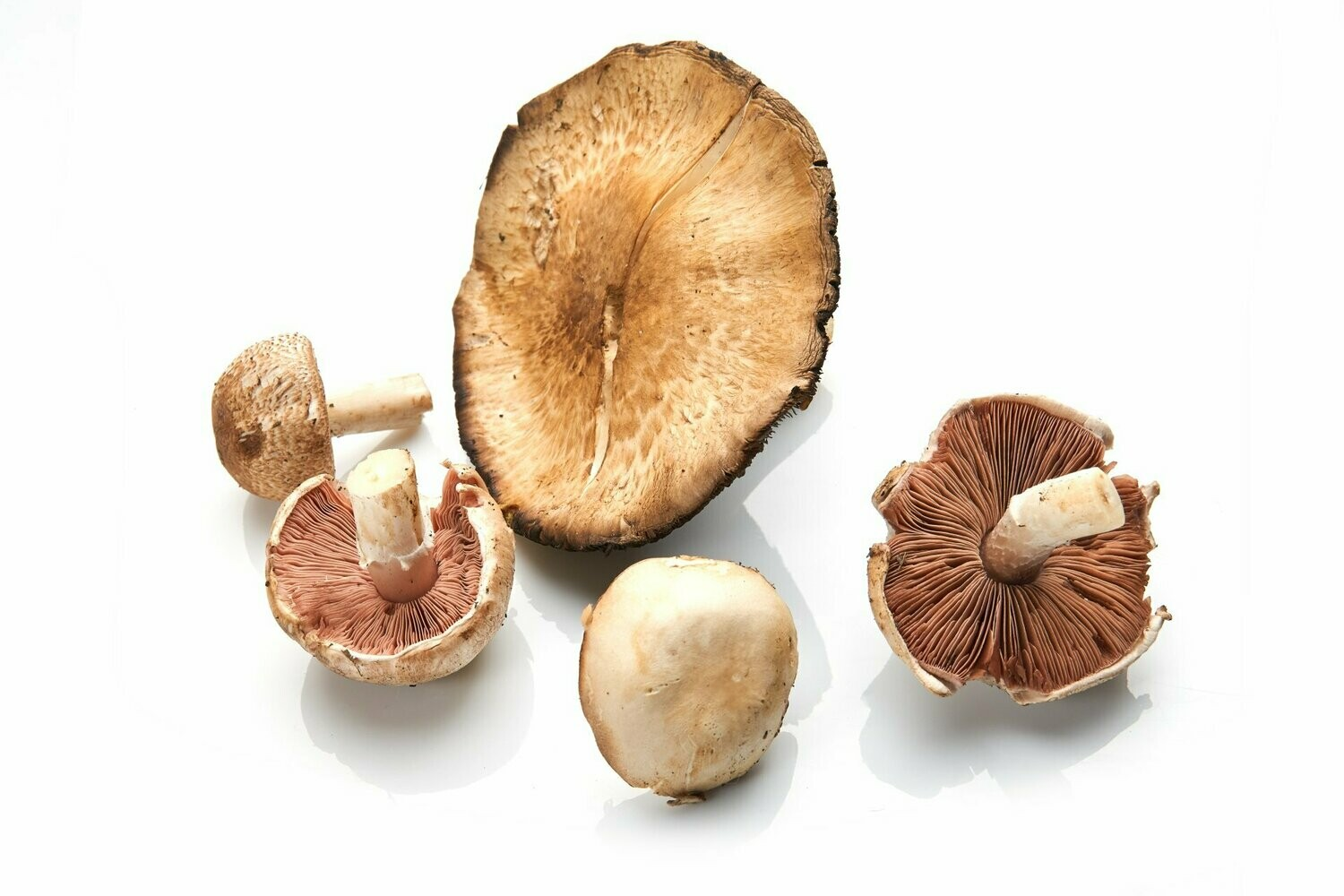 Shiitake Bulk Fresh - Mousam Valley Mushrooms