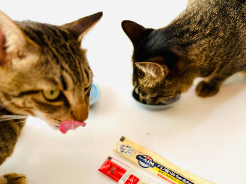 ２匹の猫がチュールを食べている写真
