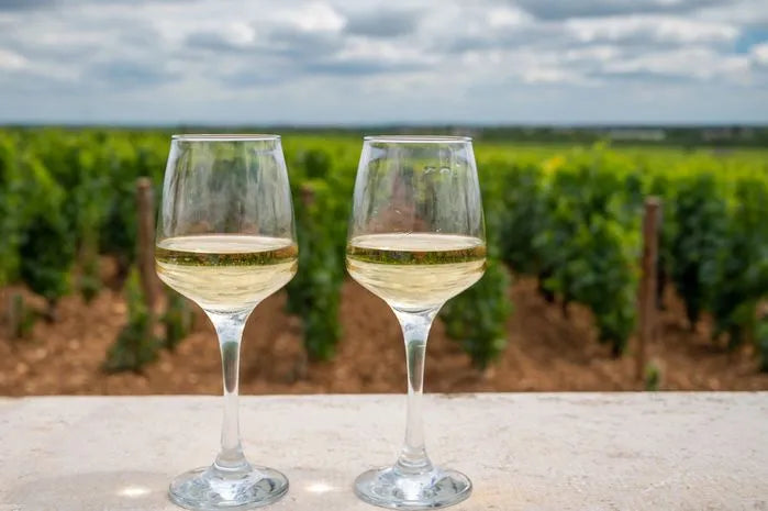 A view of Chardonnay wine glasses overlooking a vineyard.