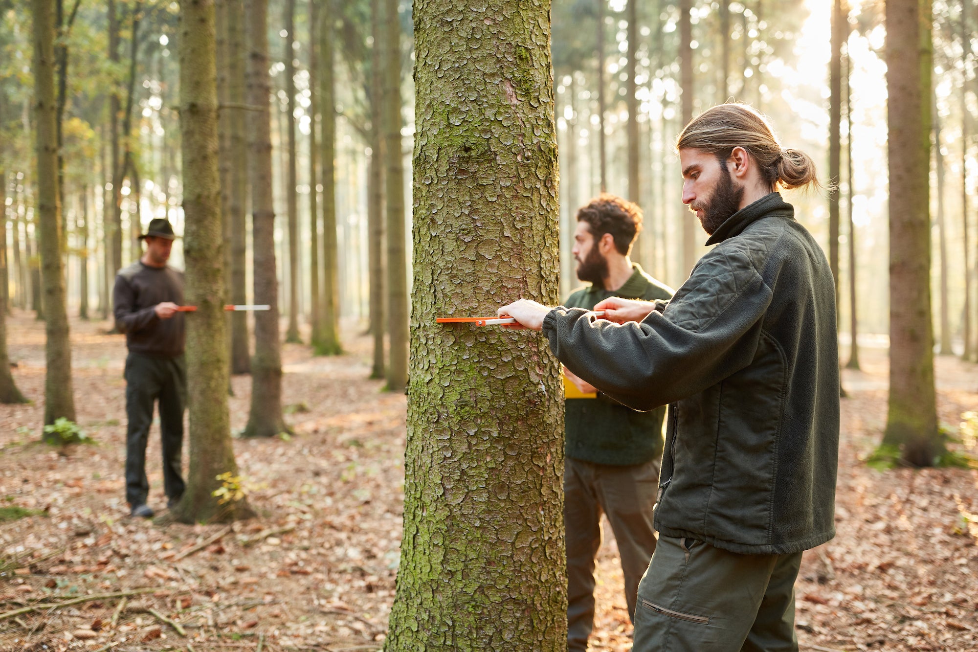 Men measuring Diameter at Breast Height (DBH) in a forest