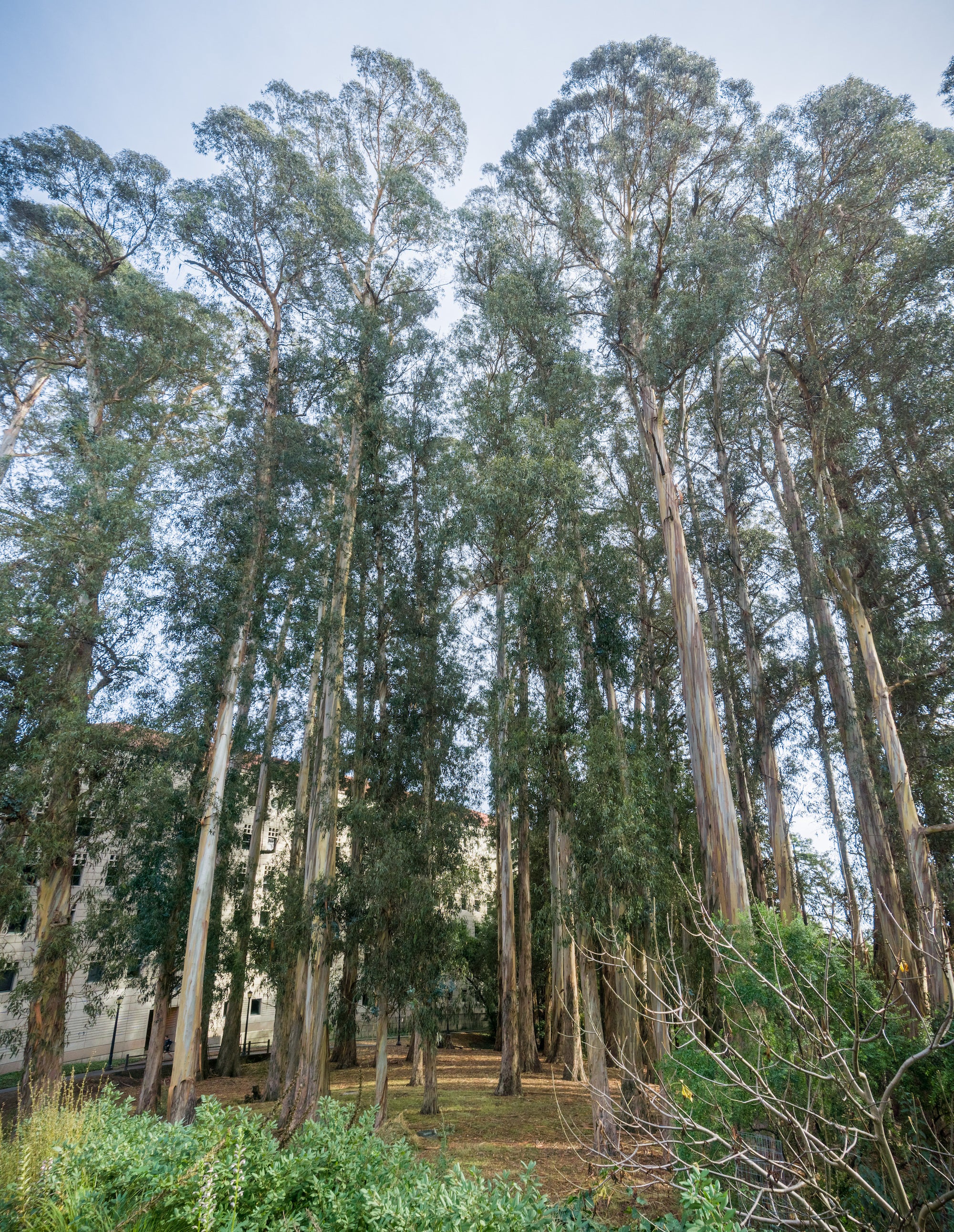 Eucalyptus Trees at UC Berkeley