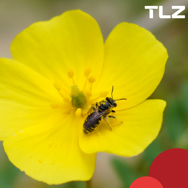 Biene auf einer Tribulus-Blüte - erhöht Libido bei beiden Geschlechten