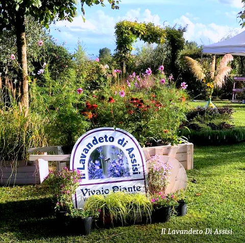 Vivaio e giardino Il lavandeto Di Assisi, Vivai  Umbria, vivai Perugia, vendita piante online Perugia, vendita piante di lavanda, vivaio lavanda, negozi lavanda, articoli da regalo lavanda,