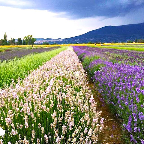 campo di lavanda, campo di lavanda da visitare, campi di lavanda più belli, dove vedere i campi di lavanda, lavandeto, lavandeti, lavandeto di  Roma, lavandeto di Arquà, Il Lavandeto, paradiso della lavanda, lavandeto Roma, Lavandeto Marche, Lavandeto Toscana, lavandeto Italia, Cosa visitare ad Assisi e dintorni