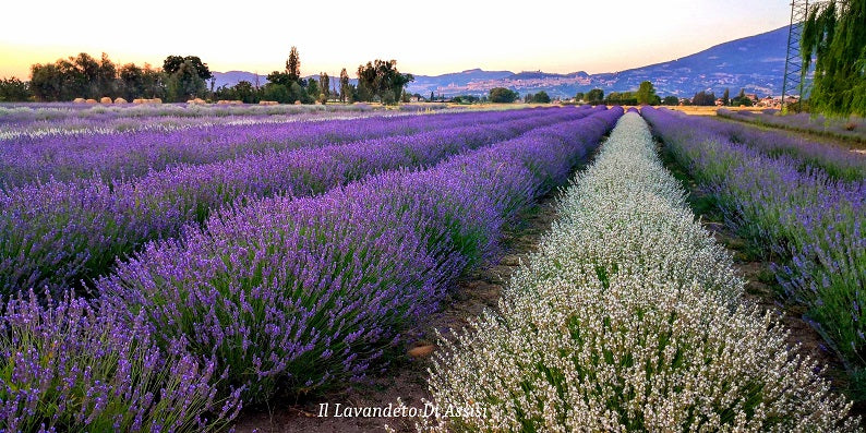 Campi di lavanda in Italia. Campo di lavanda. campi di lavanda più belli in Italia, Campi di lavanda da visitare in Italia. Lavandeto, lavandeti, lavandeto di Roma, lavandeto in Italia, parco della lavanda lavandeto di Arquà, paradiso della lavanda, Cosa visitare ad Assisi e dintorni