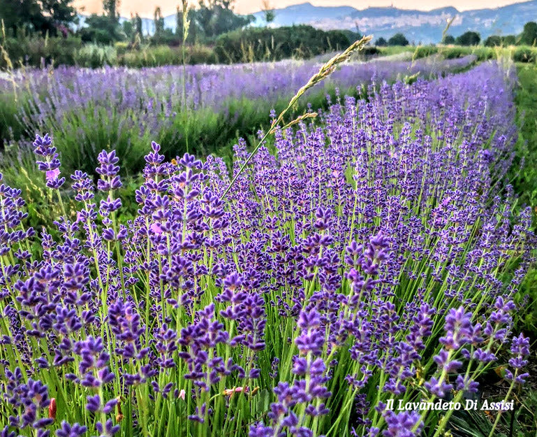 Sale Lavender angustifolia, true lavender, officinal lavender, lavandu – Il  Lavandeto Di Assisi