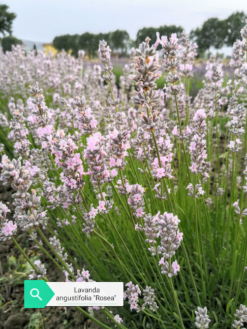 Sale Lavender angustifolia, true lavender, officinal lavender, lavandu – Il  Lavandeto Di Assisi