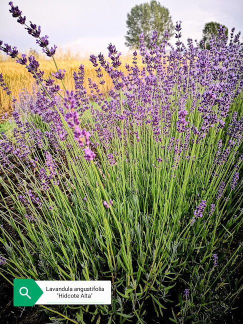 Lavender angustifolia Hidcote blue – Il Lavandeto Di Assisi