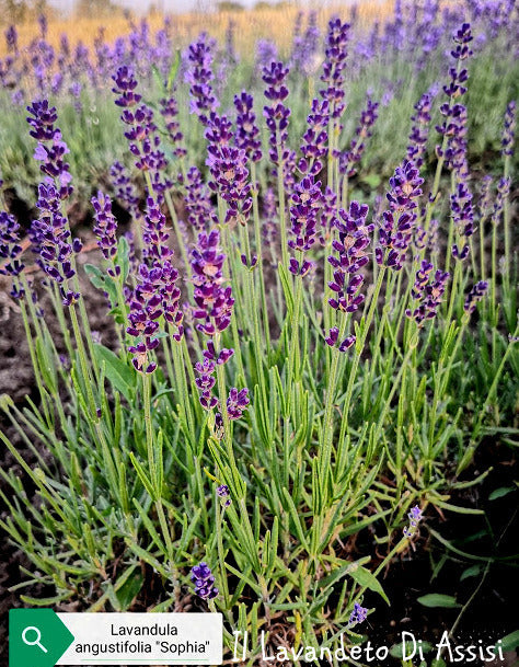 Vendita piante online, lavanda in offerta. Lavanda Grey Edge – Il Lavandeto  Di Assisi