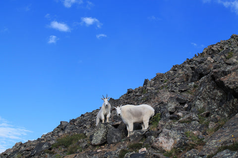 A male and a female mountain goats looking towards the photographer from afar under the backdrop of blue sky and rocky hills.