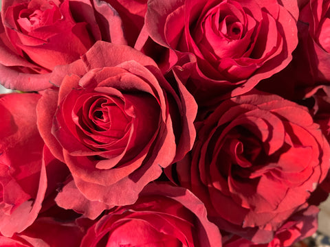 Red roses to help illustrate Shop Valentine's Day flowers in Portland OR