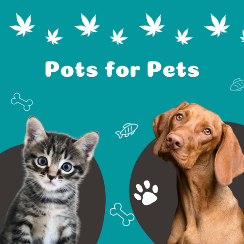 Pots for Pets