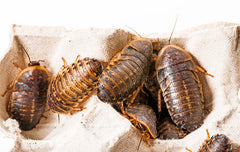 dubia cockroach