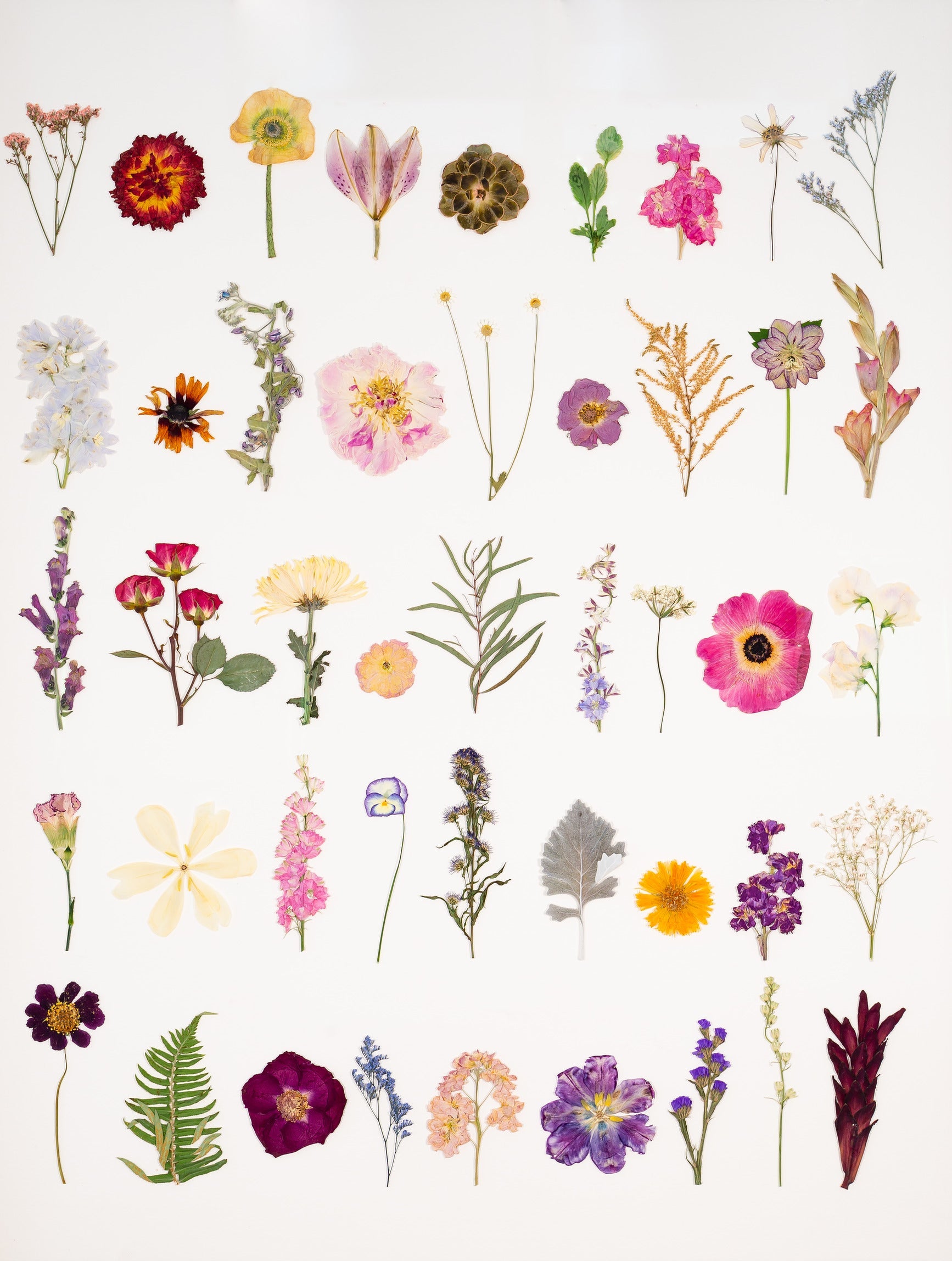 The Sampler (Print)