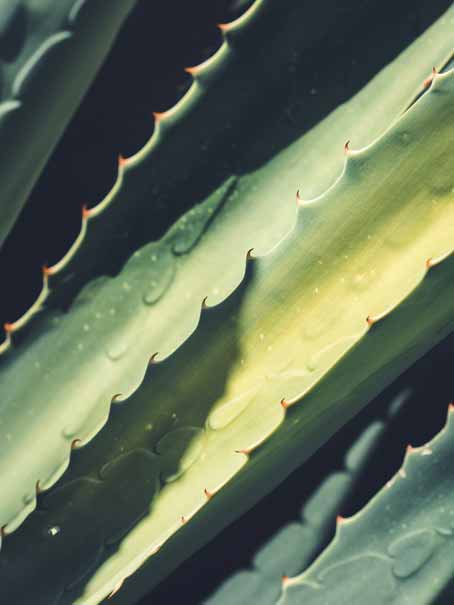 L'Aloe Vera est un ingrédient naturel utilisé dans la composition des produits cométiques de la gamme Rosazucena