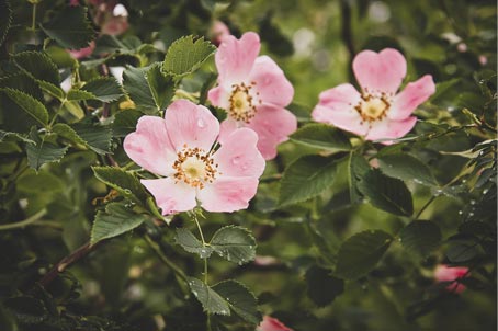 La rosa musqueta est l'ingredient maitre des cosmetiques Rosazucena