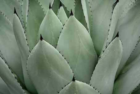 L'agave est un des ingrédients naturels utilisés dans la fabrication des produits cométiques de la gamme Rosazucena