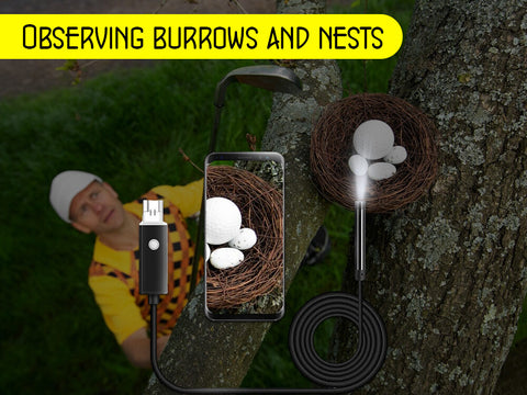 Observing Burrows and Nest