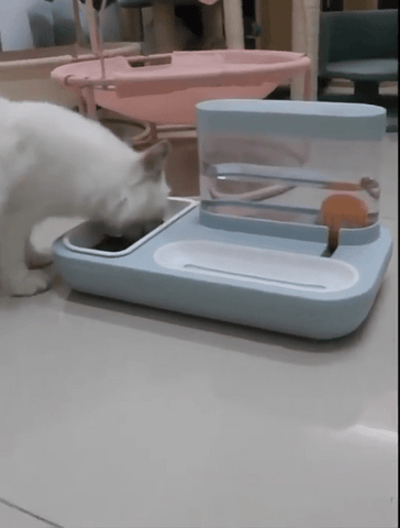 Pet Water Dispensing Bowl