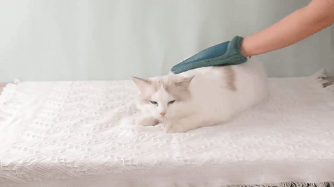 Person Grooming the Cat help of Multipurpose Glove