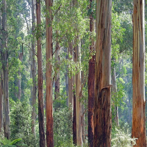 Vorteile von Eukalyptusöl