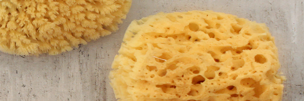 Sea Sponges