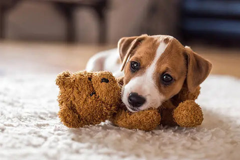 dog playing with teddy bear plush