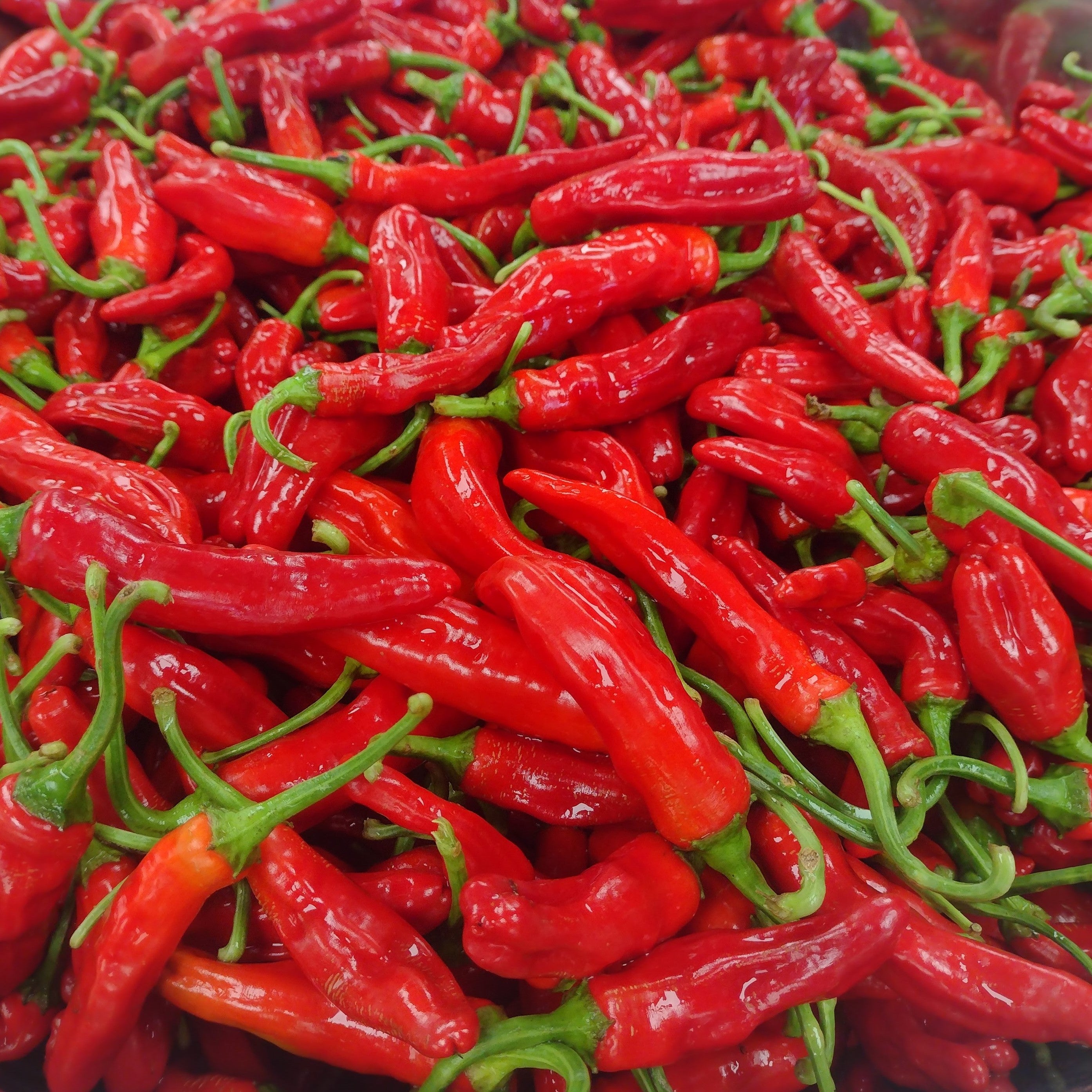 Fish Pepper – Sistah Seeds